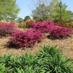 Crimson Fire™ Loropetalum -Garden Plants Crimson Fire Loropetalum 1