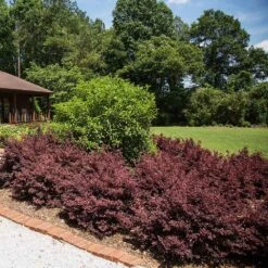 Crimson Fire™ Loropetalum -Garden Plants Crimson Fire Loropetalum 3