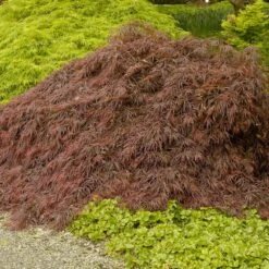 Garden Plants -Garden Plants Crimson Queen Japanese Maple 4