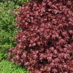 Crimson Sentry Norway Maple Tree -Garden Plants Crimson Sentry Maple 2 FGT