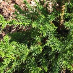 Black Dragon Cryptomeria 8 Black Dragon Cryptomeria -Garden Plants Cryptomeria Black Dragon 3