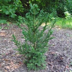 Black Dragon Cryptomeria 9 Black Dragon Cryptomeria -Garden Plants Cryptomeria Black Dragon 4