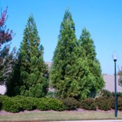 Cryptomeria Radicans -Garden Plants Cryptomeria Radicans 2