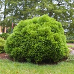 Cryptomeria 'Globosa Nana' Shrub 12 Cryptomeria 'Globosa Nana' Shrub -Garden Plants Cryptomeria Radicans 3