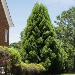 Cryptomeria Radicans -Garden Plants Cryptomeria Radicans 5