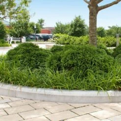 Cryptomeria 'Globosa Nana' Shrub 13 Cryptomeria 'Globosa Nana' Shrub -Garden Plants Cryptomeria Radicans 5 1b1b9abd 7f86 4bef bc80 cb1e72effa46