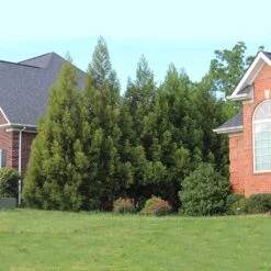 Cryptomeria Radicans -Garden Plants Cryptomeria Radicans 6