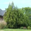 Yoshino Japanese Cedar -Garden Plants Cryptomeria Yoshino FGT 600x600 f6fd6716 bc05 496c 9aa4 eb10a2750c8f