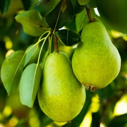 5-in-1 Pear Surprise Tree -Garden Plants DAnjou Pear 2FGT 73383108 937f 4acd a537 a189c0e02da1