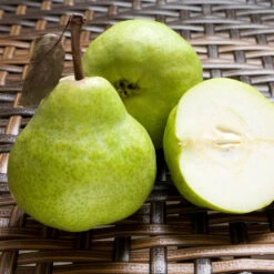 D'Anjou Pear Tree -Garden Plants DAnjou Pear 3 FGT da277ba9 1c1c 4f9f 9202 bc3a27216f3b