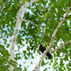 Dakota Pinnacle Birch Tree -Garden Plants Dakota Pinnacle Birch 5