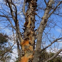 DannaSpire Columnar Elm Tree -Garden Plants Danaspire Elm 1