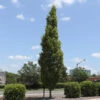 DannaSpire Columnar Elm Tree -Garden Plants Danaspire Elm 600x600 4961af7f dea7 40b3 82eb c3bc4c66c411