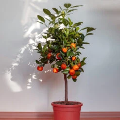 Dancy Tangerine Tree -Garden Plants Dancy Tangerine 2 FGT