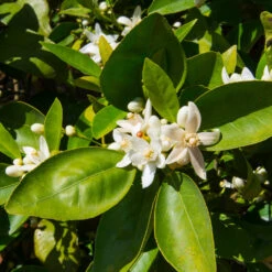 Dancy Tangerine Tree -Garden Plants Dancy Tangerine 7