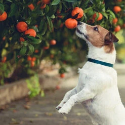 Dancy Tangerine Tree