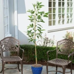 Condo™ Avocado Tree 10 Condo™ Avocado Tree -Garden Plants Day Condo Avocado 1