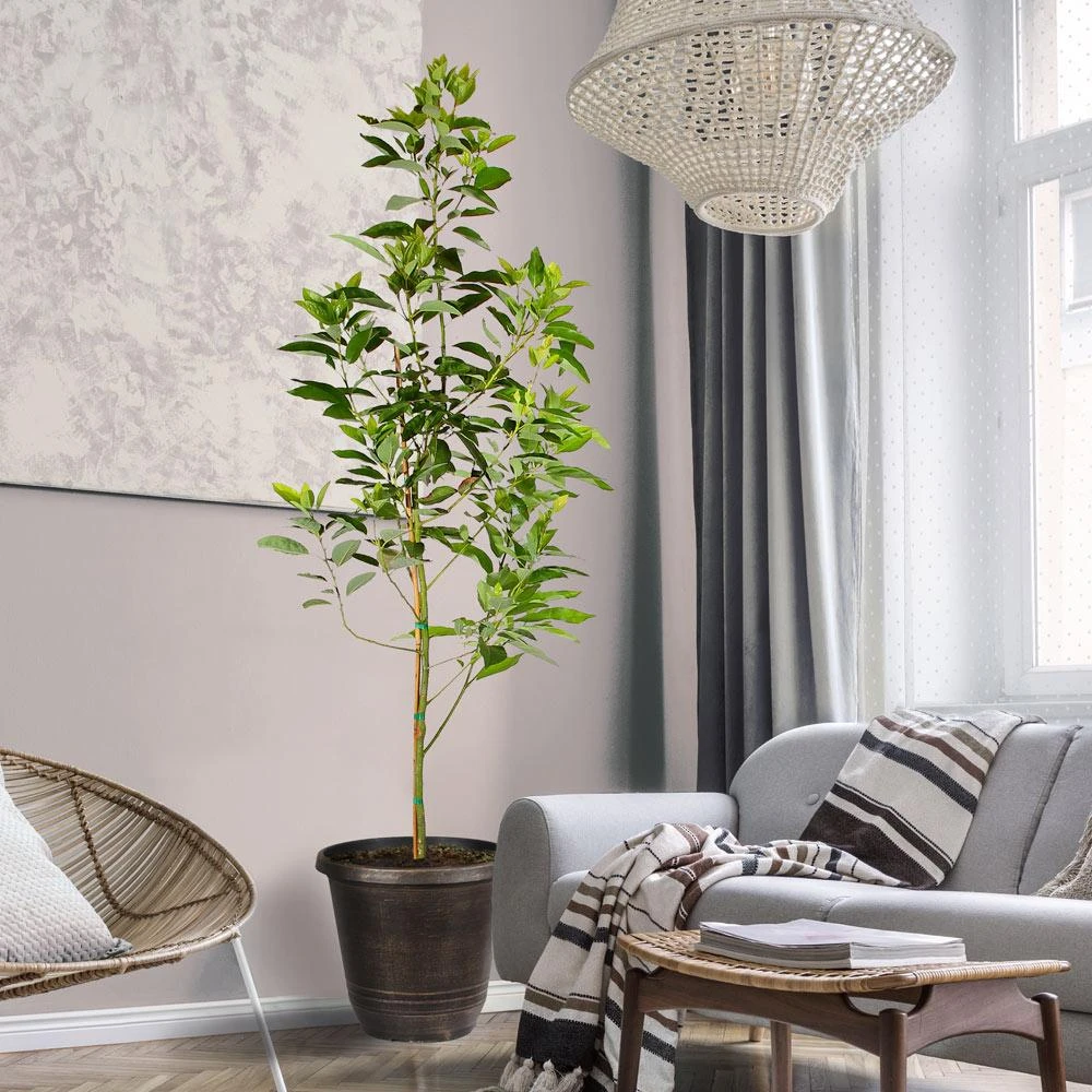 Condo™ Avocado Tree 4 Condo™ Avocado Tree - Image 2