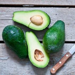 Condo™ Avocado Tree 12 Condo™ Avocado Tree -Garden Plants Day Condo Avocado 5 FGT