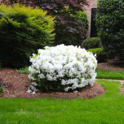 Delaware Valley White Azalea -Garden Plants Delaware Valley Azalea FGT 2