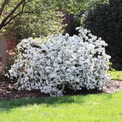 Delaware Valley White Azalea -Garden Plants Delaware Valley Azalea FGT 4