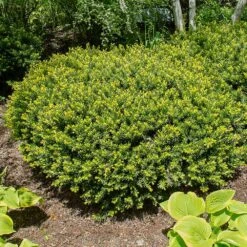 Dense Spreading Yew 8 Dense Spreading Yew -Garden Plants Dense spreading yew 1