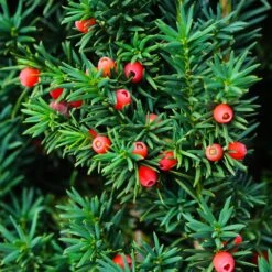 Dense Spreading Yew 9 Dense Spreading Yew -Garden Plants Dense spreading yew 3 FGT