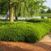 Dense Spreading Yew 1 Dense Spreading Yew -Garden Plants Dense spreading yew FGT 600x600 e957b545 421a 44cc 9fc5 5adabf8987c3