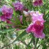 Bubba Jones Desert Willow -Garden Plants Desert WIllow Bubba Jones 600x600 a9515f42 f813 44b7 b66d ed50ae000e31