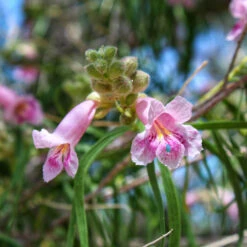 Bubba Desert Willow -Garden Plants Desert Willow Bubba 2