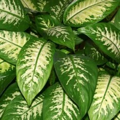 Dieffenbachia And Song Of India Combo -Garden Plants Diffenbachia song of india 2