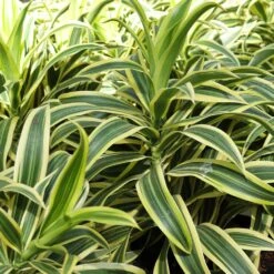 Dieffenbachia And Song Of India Combo -Garden Plants Diffenbachia song of india 3