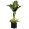 Dieffenbachia And Song Of India Combo -Garden Plants Diffenbachia song of india 600x600 7274c5a1 437b 4d7f a274 bd3d5f360208