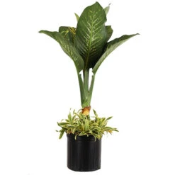 Dieffenbachia And Song Of India Combo