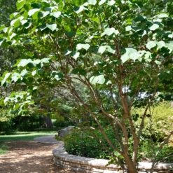 Don EGolf Redbud Tree -Garden Plants Don E Golf Redbud 1