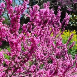 Don EGolf Redbud Tree -Garden Plants Don E Golf Redbud 6 FGT