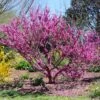 Don EGolf Redbud Tree 2 Don EGolf Redbud Tree -Garden Plants Don E Golf Redbud FGT 600x600 c49249c0 d50c 46f7 91fb 098afcd5a4c7