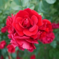 Don Juan Climbing Rose -Garden Plants Don Juan 1 FGT