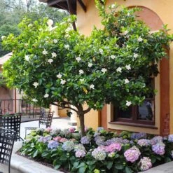 Double Blooming Gardenia Tree -Garden Plants Double Blooming Gardenia Tree 6