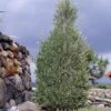 'Little Ollie' Dwarf Olive Tree -Garden Plants Dwarf Olive 800 Main Image FGT th