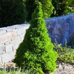 Dwarf Alberta Spruce 9 Dwarf Alberta Spruce -Garden Plants Dwarf ALberta ALberta Spruce 3 FGT