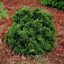 Dwarf Hinoki Cypress Shrub -Garden Plants Dwarf Hinoki Cypress 1