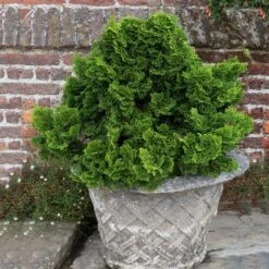 Dwarf Hinoki Cypress Shrub -Garden Plants Dwarf Hinoki Cypress 2