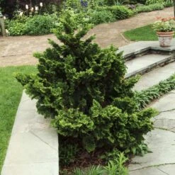 Dwarf Hinoki Cypress Shrub -Garden Plants Dwarf Hinoki Cypress 3