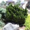 Dwarf Hinoki Cypress Shrub -Garden Plants Dwarf Hinoki Cypress 600x600 cac0050d 9e2c 4c5e 9007 df543b90c8f8