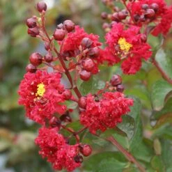 Dynamite Crape Myrtle -Garden Plants Dynamite Crape Myrtle 2 FGT