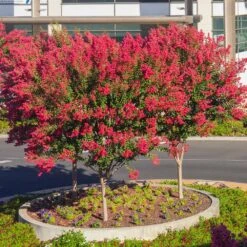Dynamite Crape Myrtle -Garden Plants Dynamite Crape Myrtle single trunk