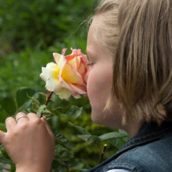 Euphoria® Rose Shrub -Garden Plants EUphoria Rose Tree 1