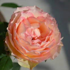 Euphoria® Rose Shrub -Garden Plants EUphoria Rose Tree 2