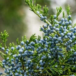 Eastern Red Cedar Tree -Garden Plants Eastern Red Cedar 2 FGT